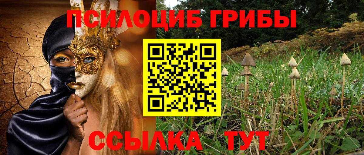 Галлюциногенные грибы Psilocybe Светлоград